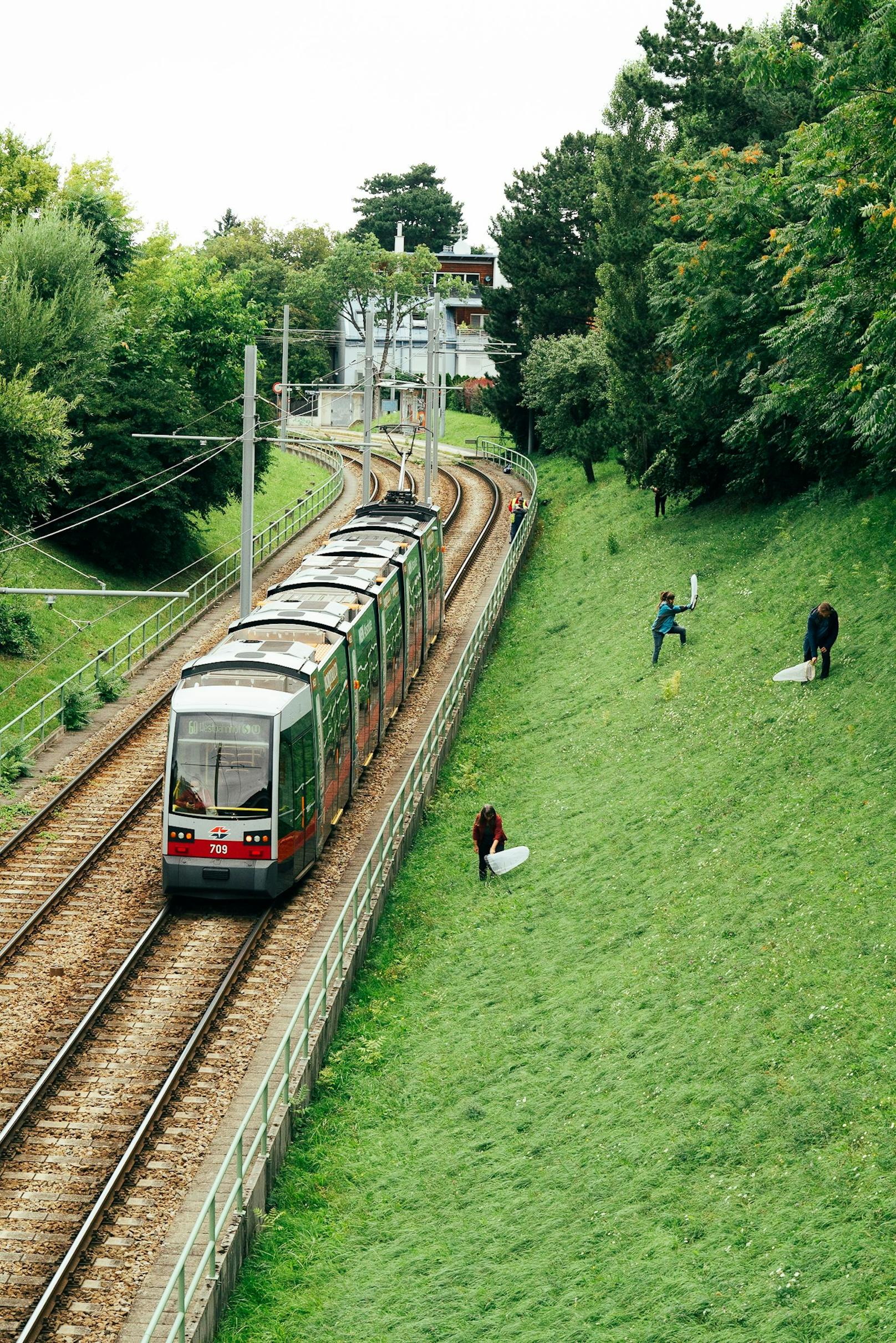 Wiener Biologen haben eine ungeahnte Artenvielfalt entlang von Bim-Gleisen und U-Bahn-Trassen entdeckt.