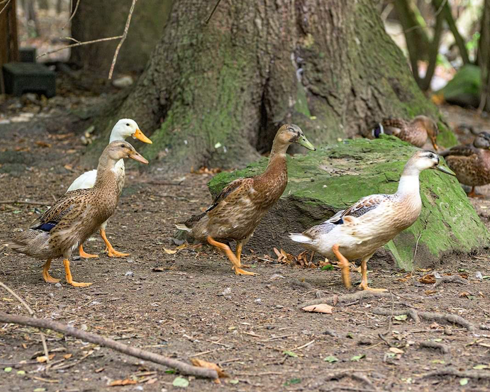 Laufenten fühlen sich im Hammerpark wohl