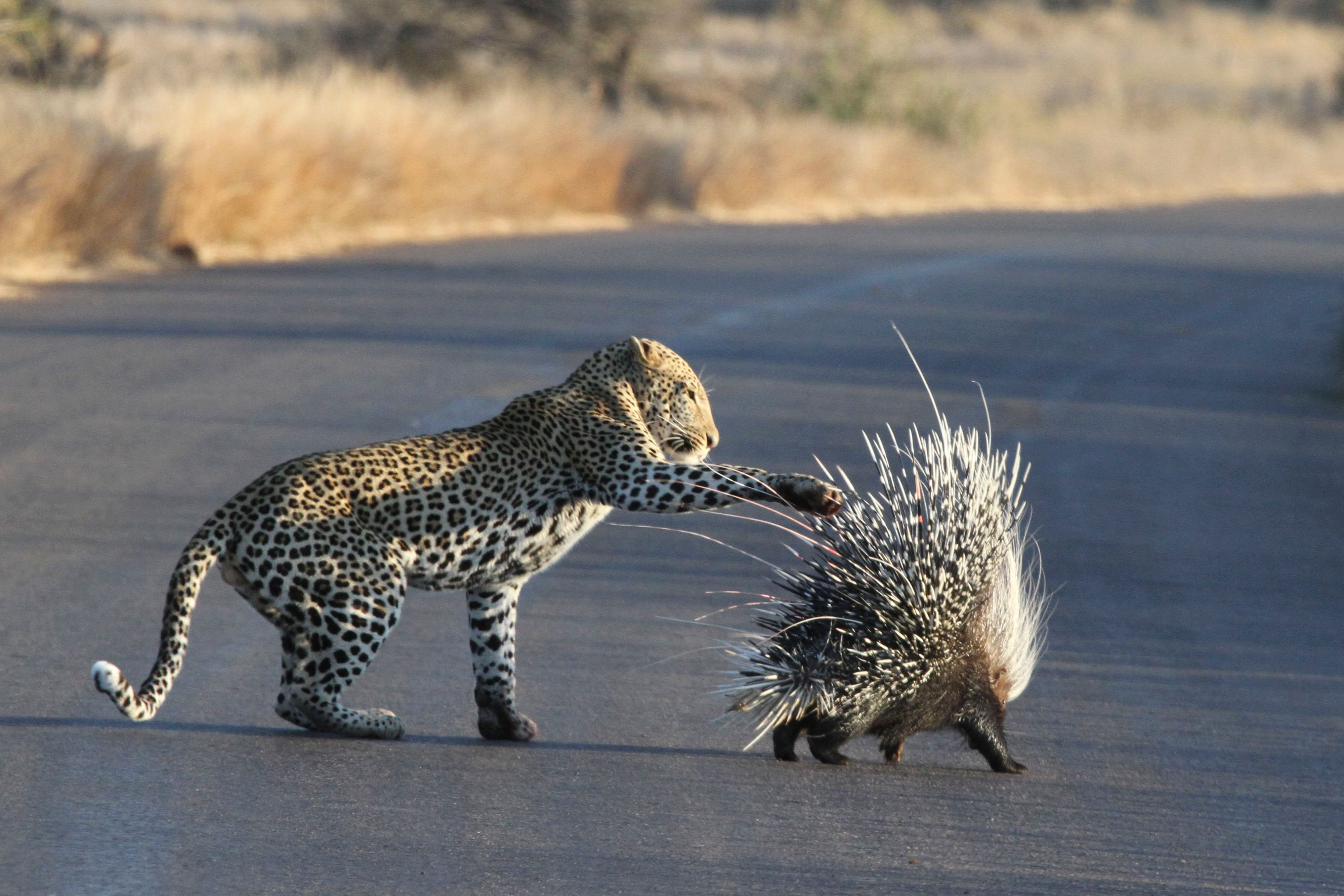 Bei dieser Mähne gibt es kein Durchkommen.&nbsp;