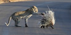 Bist du essbar: Leopard "checkt" Stachelschwein