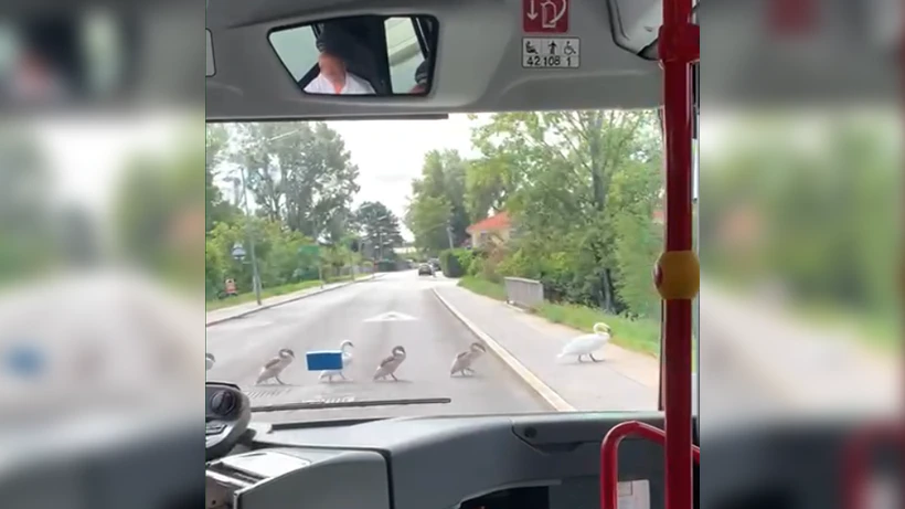 Ein Wiener Linien Mitarbeiter ließ eine Entenfamilie sicher die Straße queren