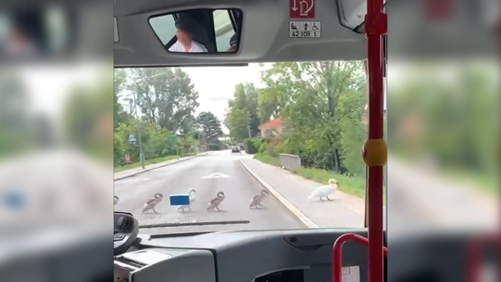 Ein Wiener Linien Mitarbeiter ließ eine Schwanenfamilie sicher die Straße queren