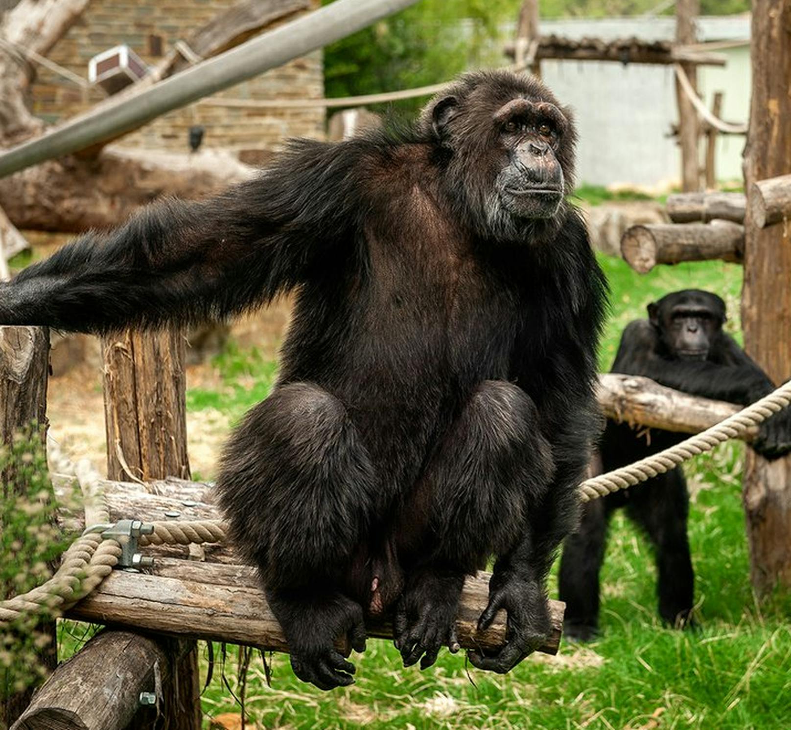 Dieses Schimpansen-Männchen hat es einer Besucherin des Zoos in Antwerpen angetan.