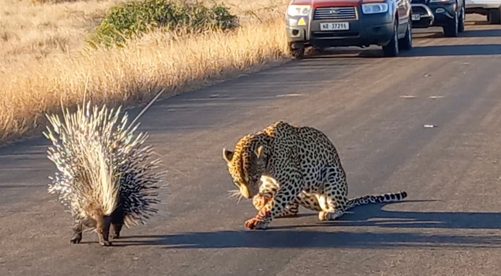 Der Leopard ging als Verlierer aus dem Kampf hervor. 