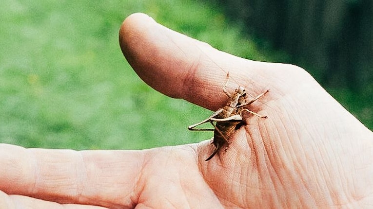 Auch die "Wiener Linien Schrecke" fühlt sich hier pudelwohl.