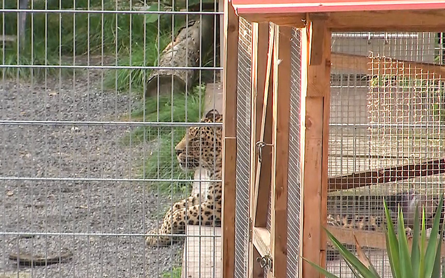 Download von www.picturedesk.com am 26.08.2021 (12:23).  25 August 2021, Saxony-Anhalt, Nebra: A leopard lies in its enclosure. A 36-year-old woman was bitten and seriously injured by a leopard while taking pictures in its enclosure. This was announced by a police spokesman in Halle on Wednesday. The woman from Thuringia was brought to a special clinic by rescue helicopter with severe head injuries. According to initial findings, the woman was supposed to be photographed with the leopard on Tuesday afternoon in a so-called "senior residence for wild animals" on an area near Nebra (Burgenlandkreis). Photo: Tobias Junghannß/dpa-Zentralbild/dpa - 20210825_PD1566 - Rechteinfo: Rights Managed (RM)