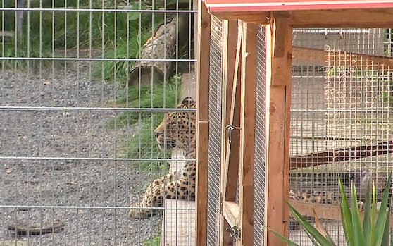 In der "Seniorenresidenz für Wildtiere" im Süden Sachsen-Anhalts wurde eine Frau von einem der beiden ehemaligen Show-Leoparden schwer verletzt.