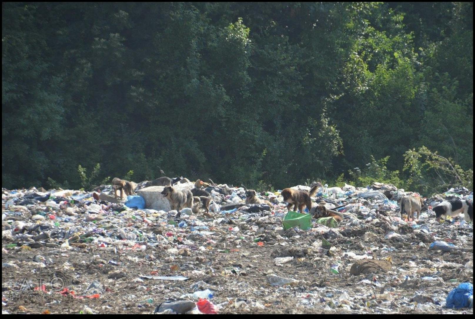 Auf der Mülldeponie von Bihac leben zahlreiche Hunde, die von Tierfängern, aber auch anderen Personen dort ausgesetzt werden - meist zum Sterben.
