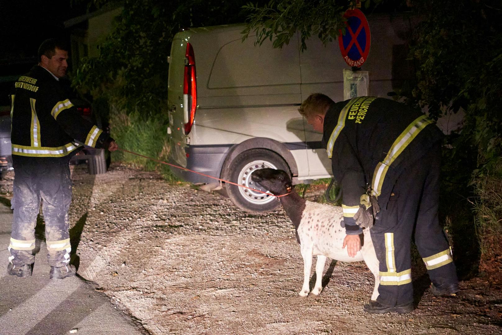 Schaf spazierte durch Perchtoldsdorf: Feuerwehr fing es ein.
