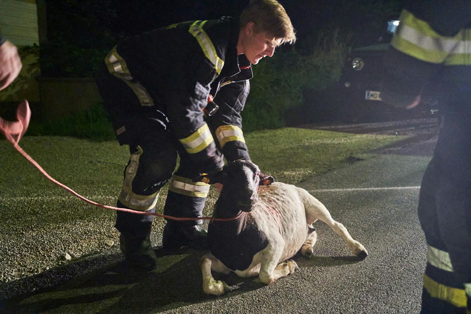 Schaf spazierte durch Perchtoldsdorf: Feuerwehr fing es ein.