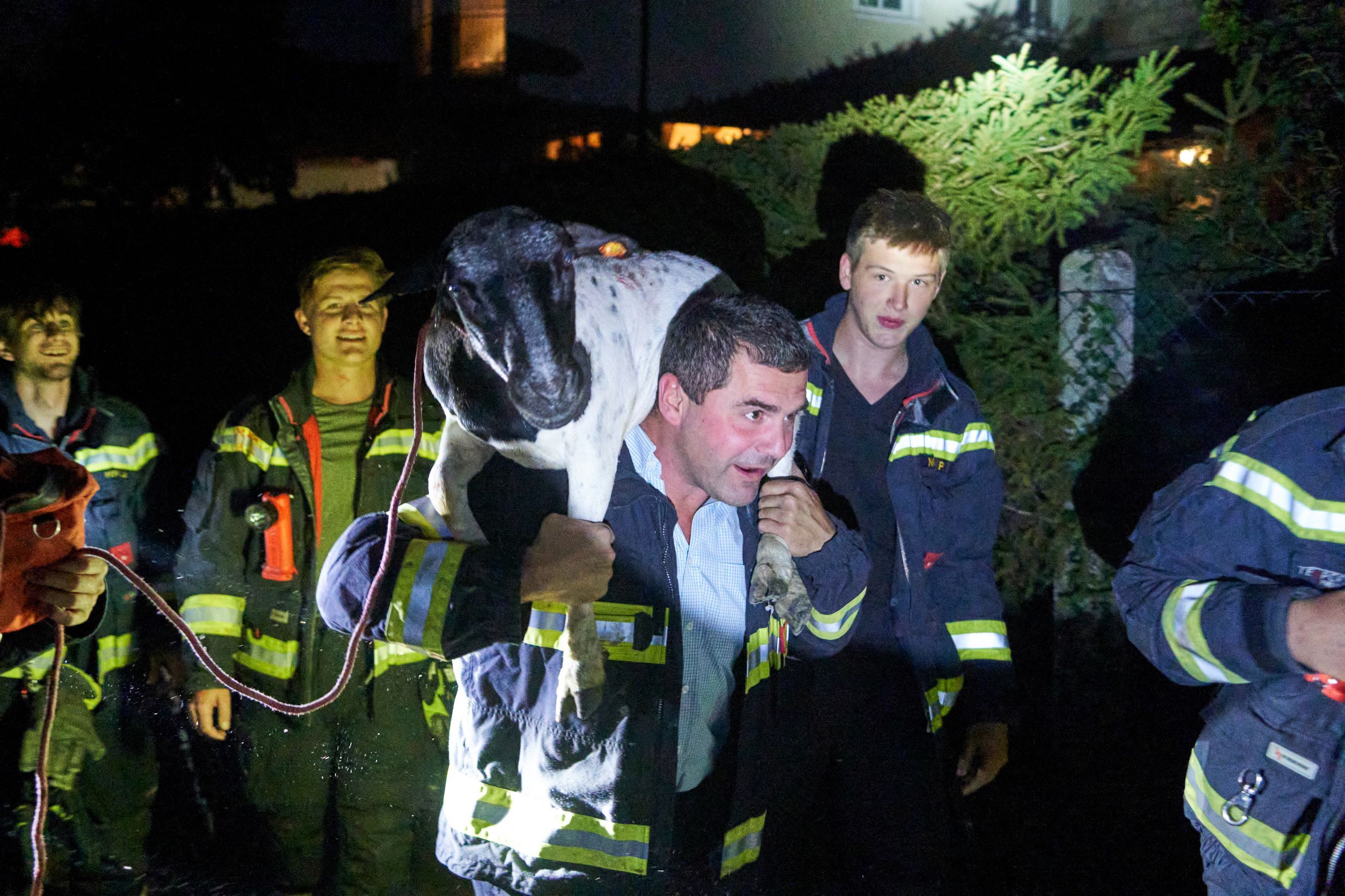 Schaf spazierte durch Perchtoldsdorf: Feuerwehr fing es ein