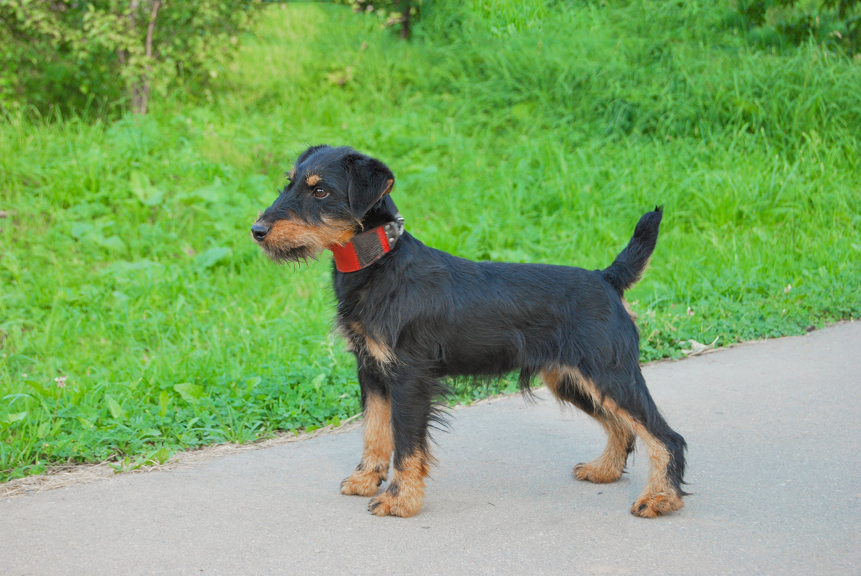 Der Jagdterrier Pablo ist bei der Rückfahrt vom Italien-Urlaub verloren gegangen – tauchte aber wieder auf! (Symbolbild)&nbsp;
