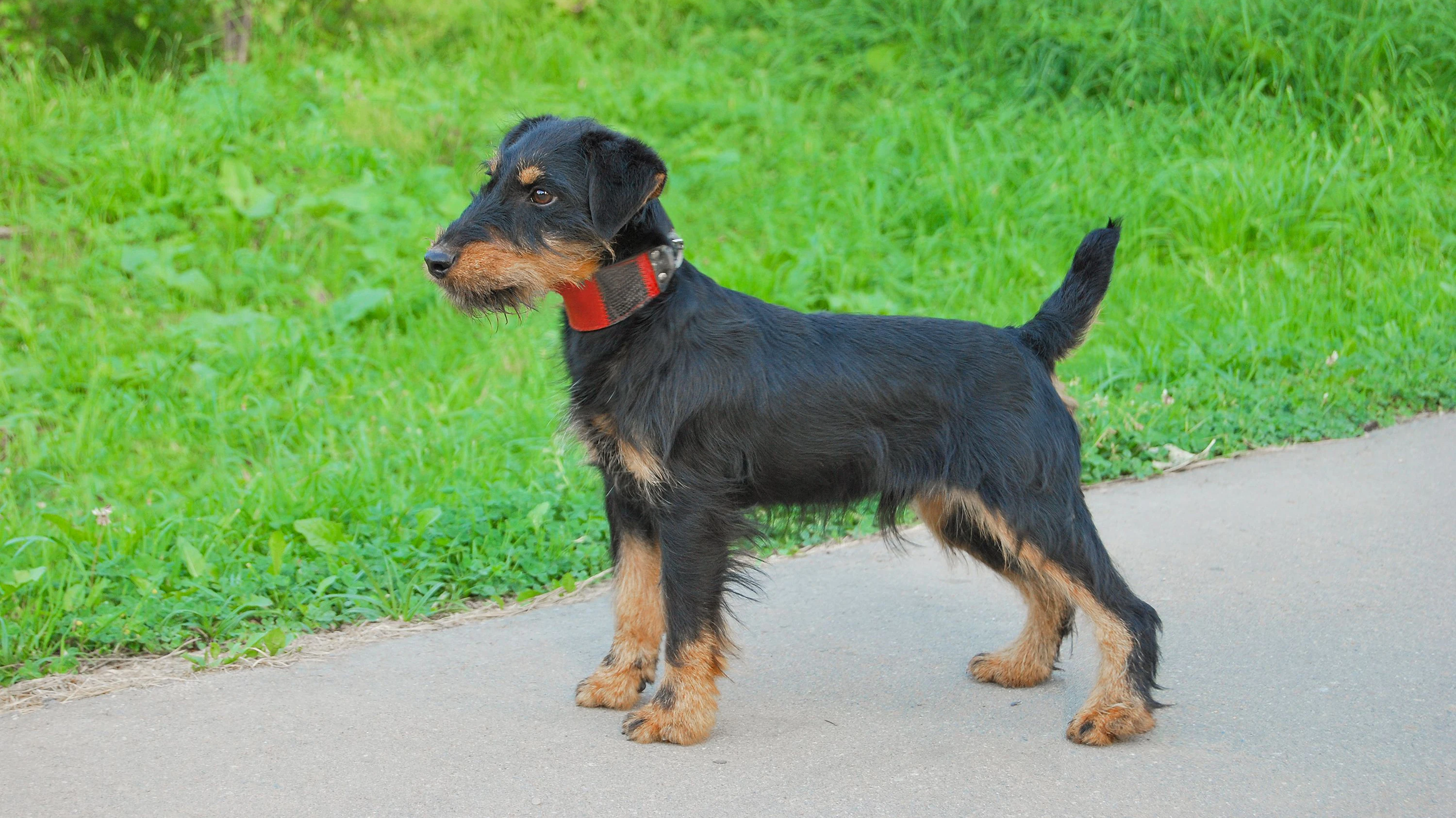 Young dog breeds German hunting terrier (jagdterrier) on a background of green grass. Side view."n