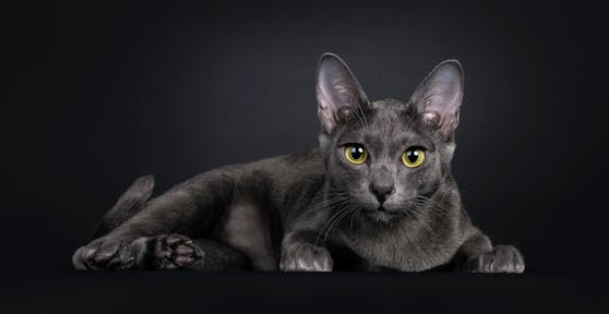 Die "Korat" kommt aus Thailand und bedeutete "Glück und Wohlstand".