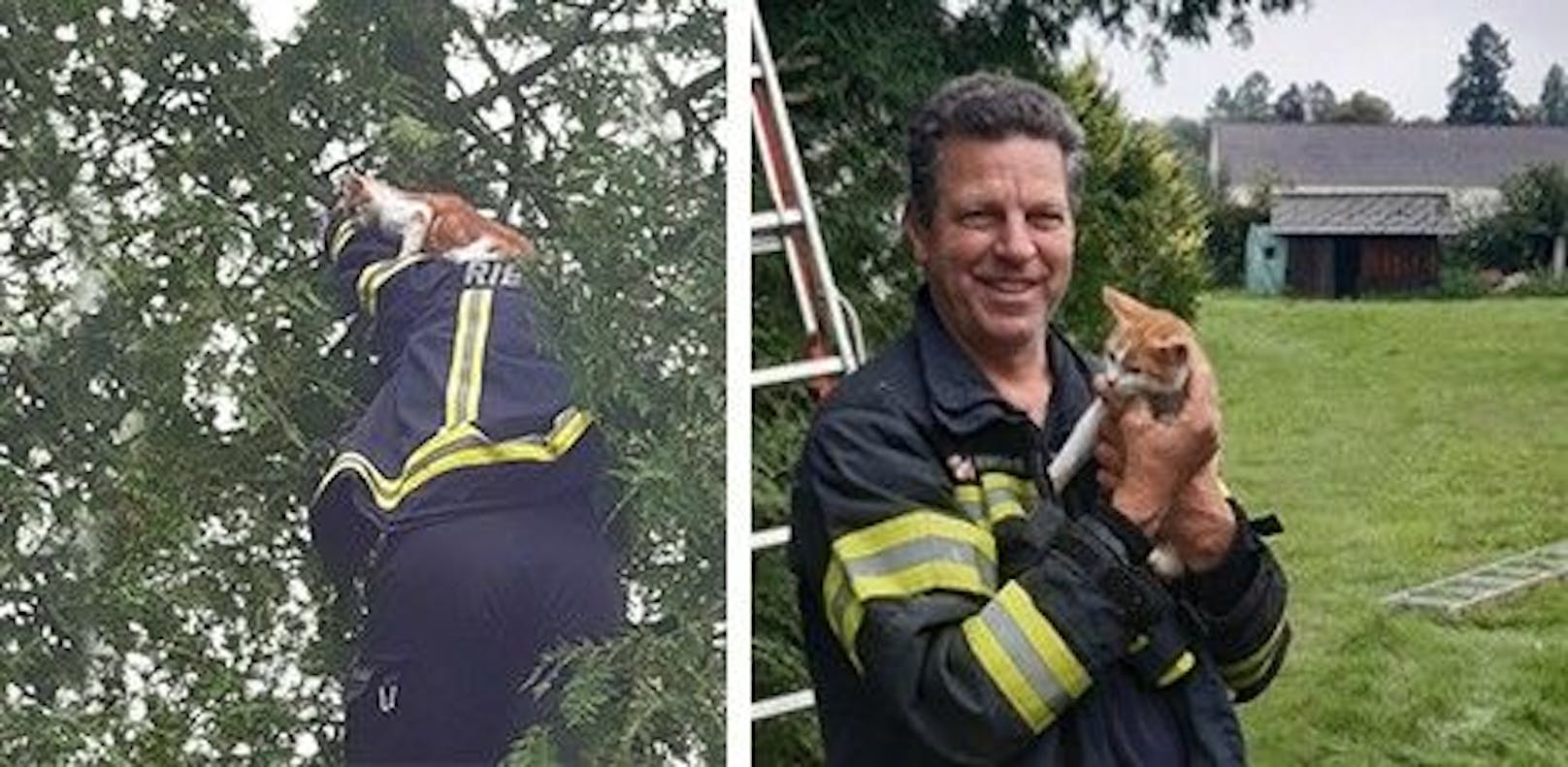 Die Feuerwehr Riegerting holten die Katze vom Baum.