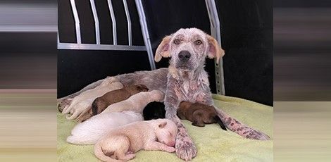 Urlauber fanden Sophie auf der Straße, brachten sie nach Österreich.