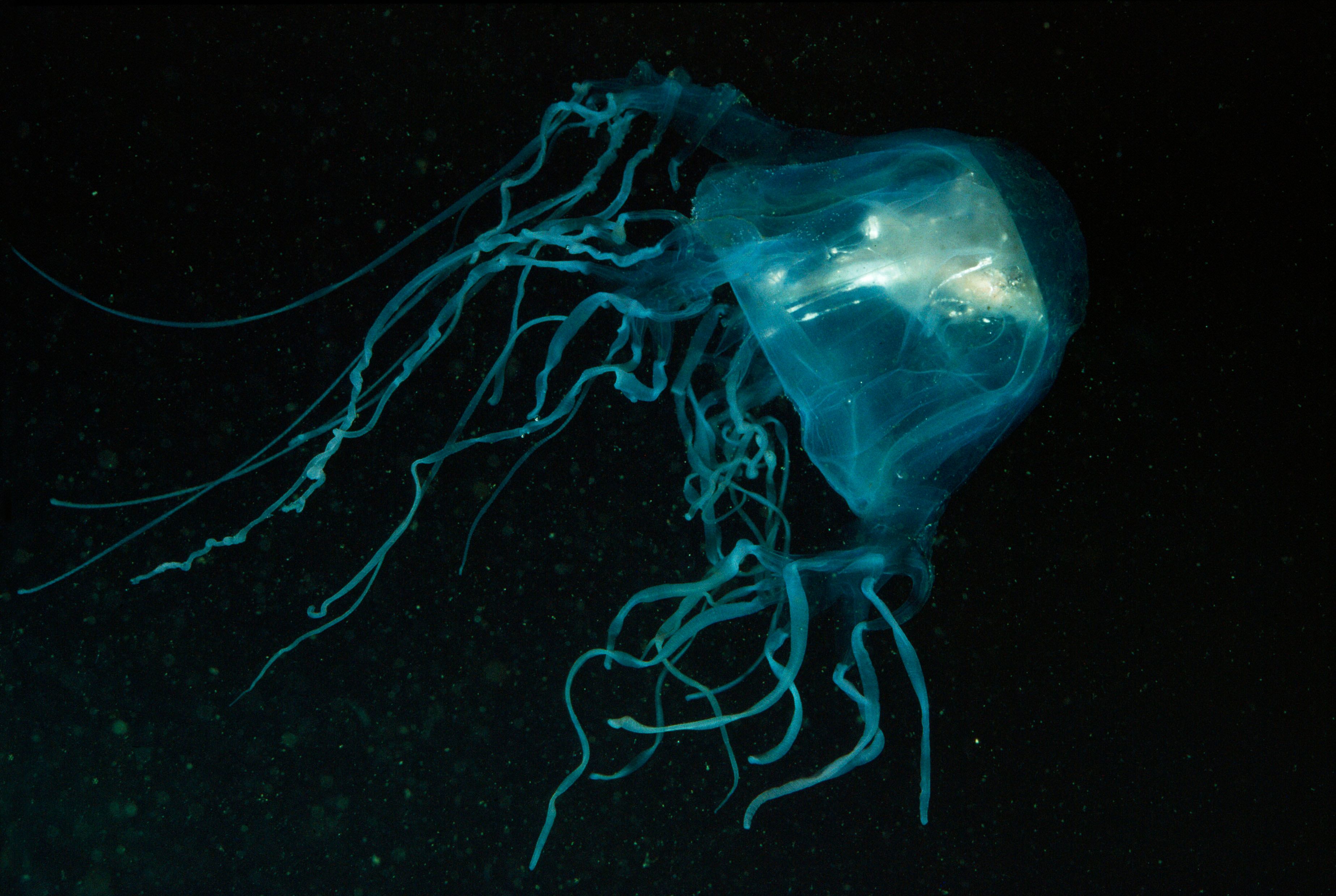 Eine Würfelqualle der hochgiftigen Art Chironex fleckeri. Symbolbild.