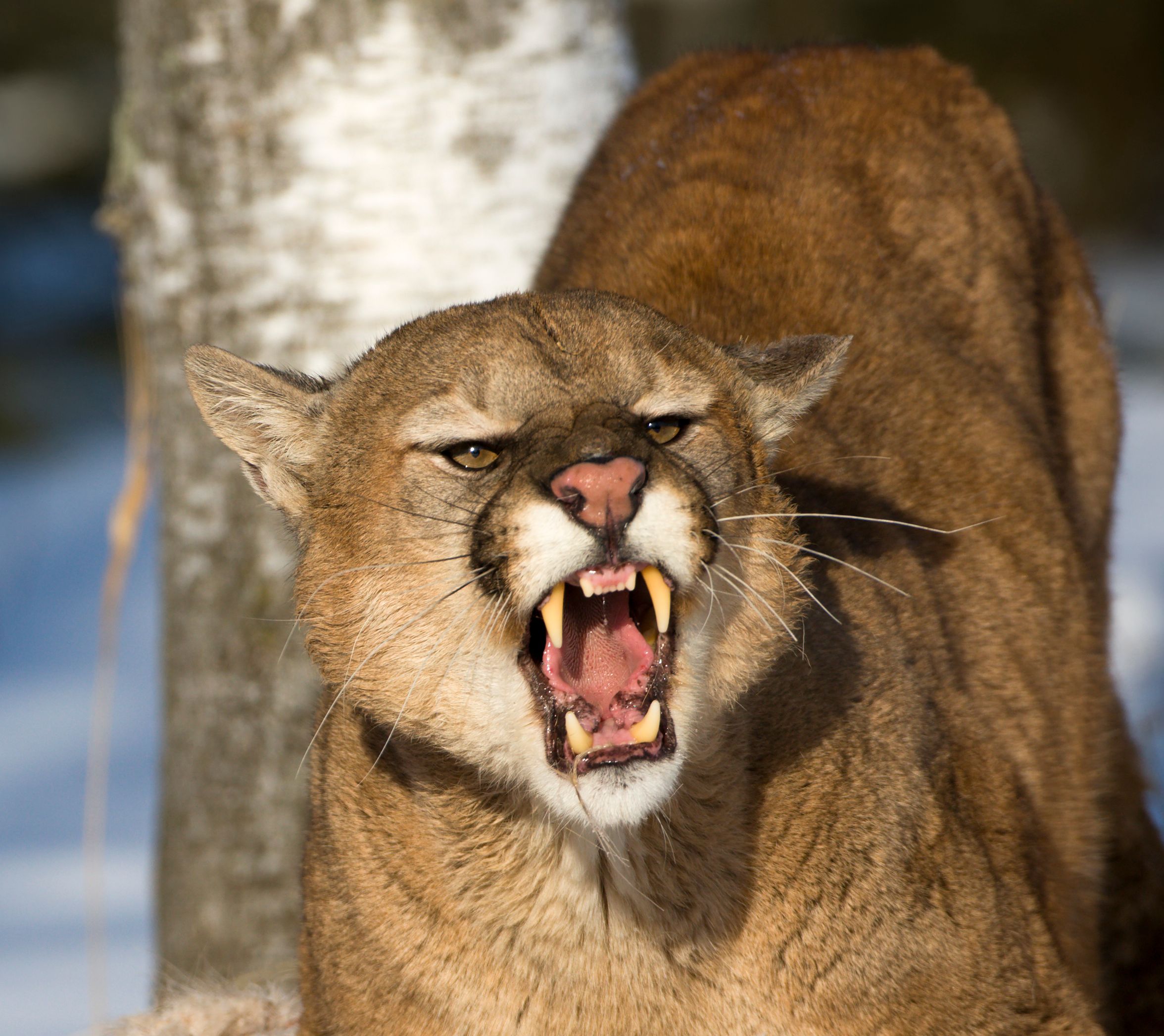 Ein wilder Puma (Puma concolor) attackierte den Buben. Symbolbild