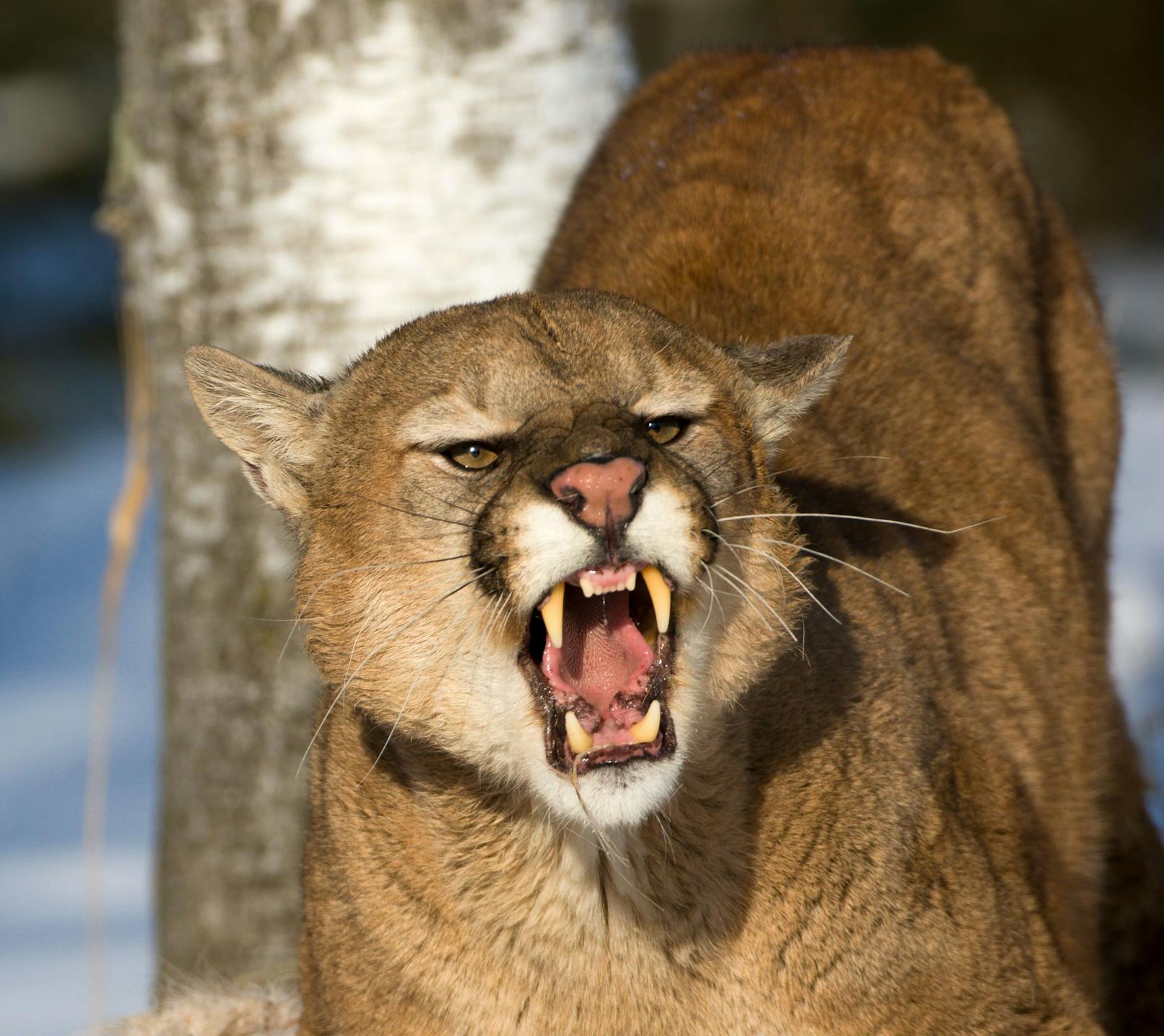 Ein wilder Puma (<em>Puma concolor</em>) attackierte den Buben. Symbolbild
