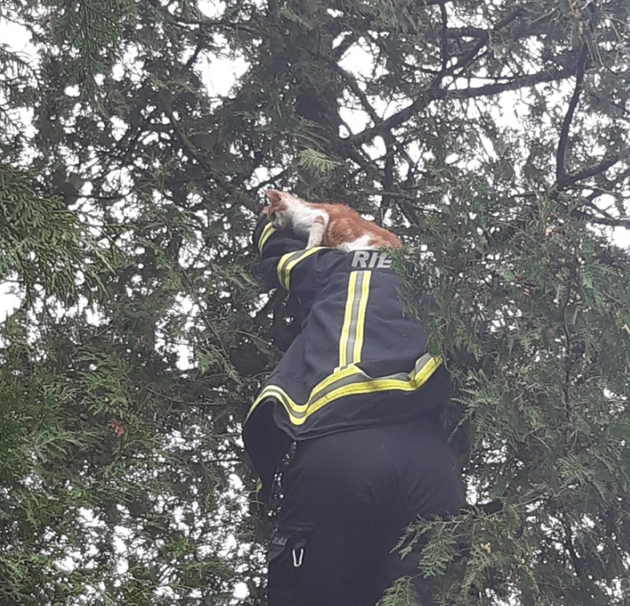 Auf der Schulter eines Kameraden wurde die Katze nach unten gebracht.