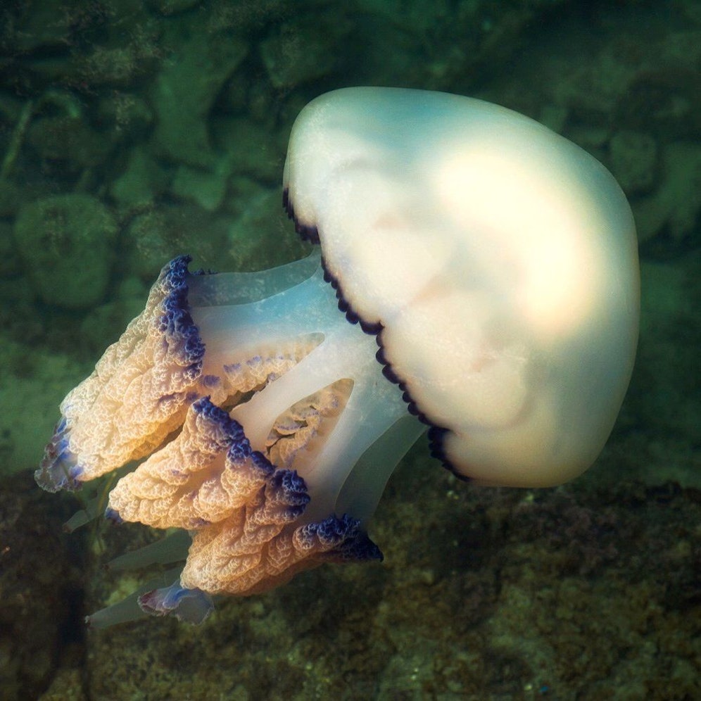 Eine Lungenqualle (Rhizostoma pulmo) im Mittelmeer. Symbolbild
