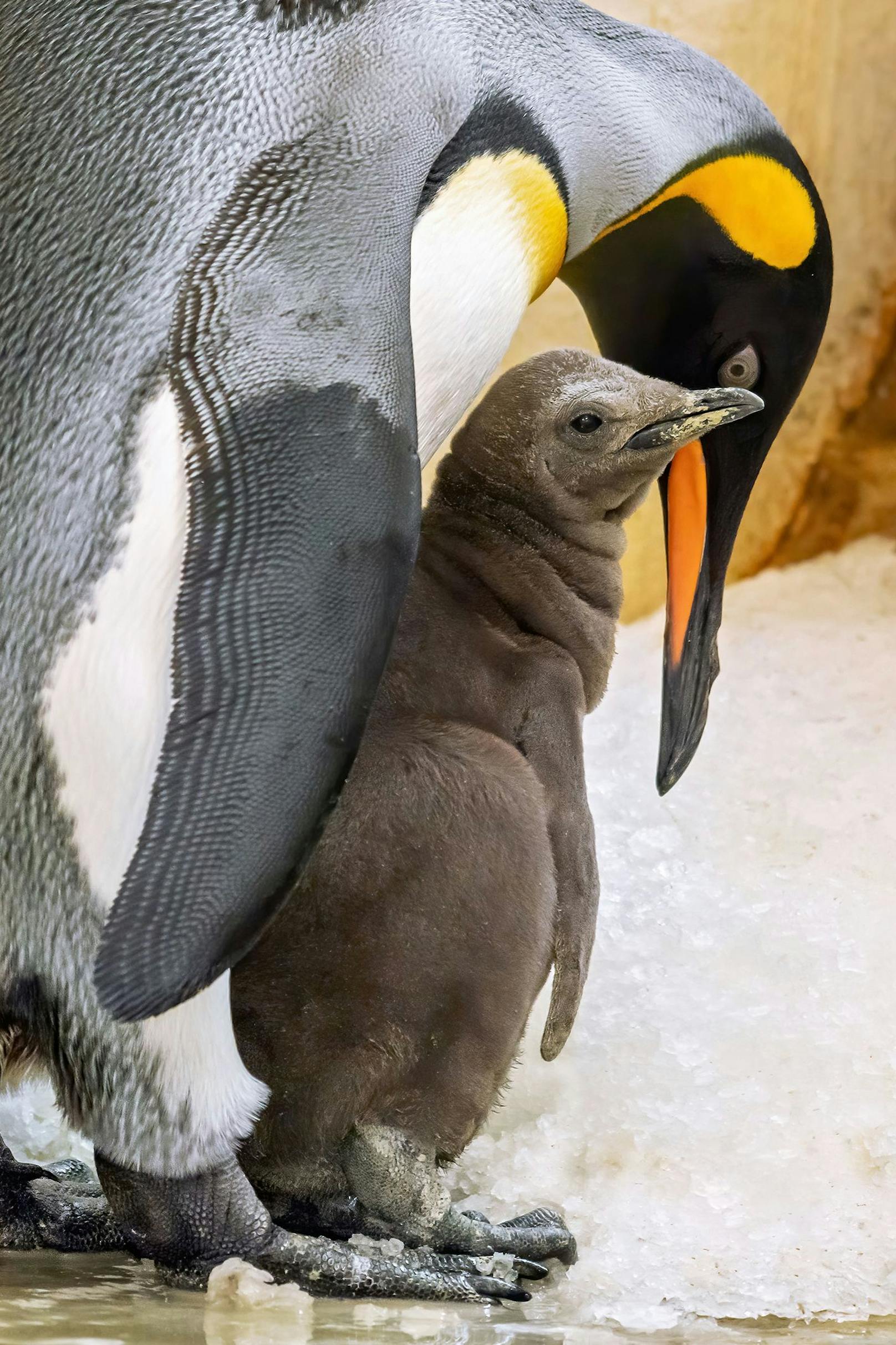 Die Pinguine im Zoo sind wichtige Botschafter für ihre Artgenossen in der Wildbahn, denen Klimawandel und Umweltverschmutzung zu schaffen machen.