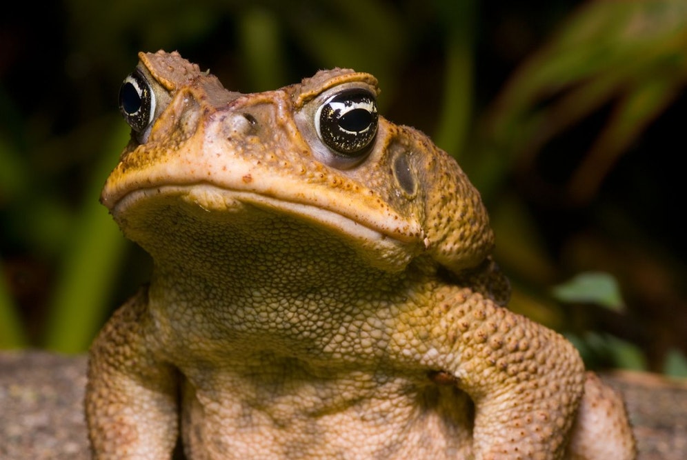 Die Aga-Kröte ist ursprünglich in Südamerika heimisch, wurde aber nach Australien eingeführt.