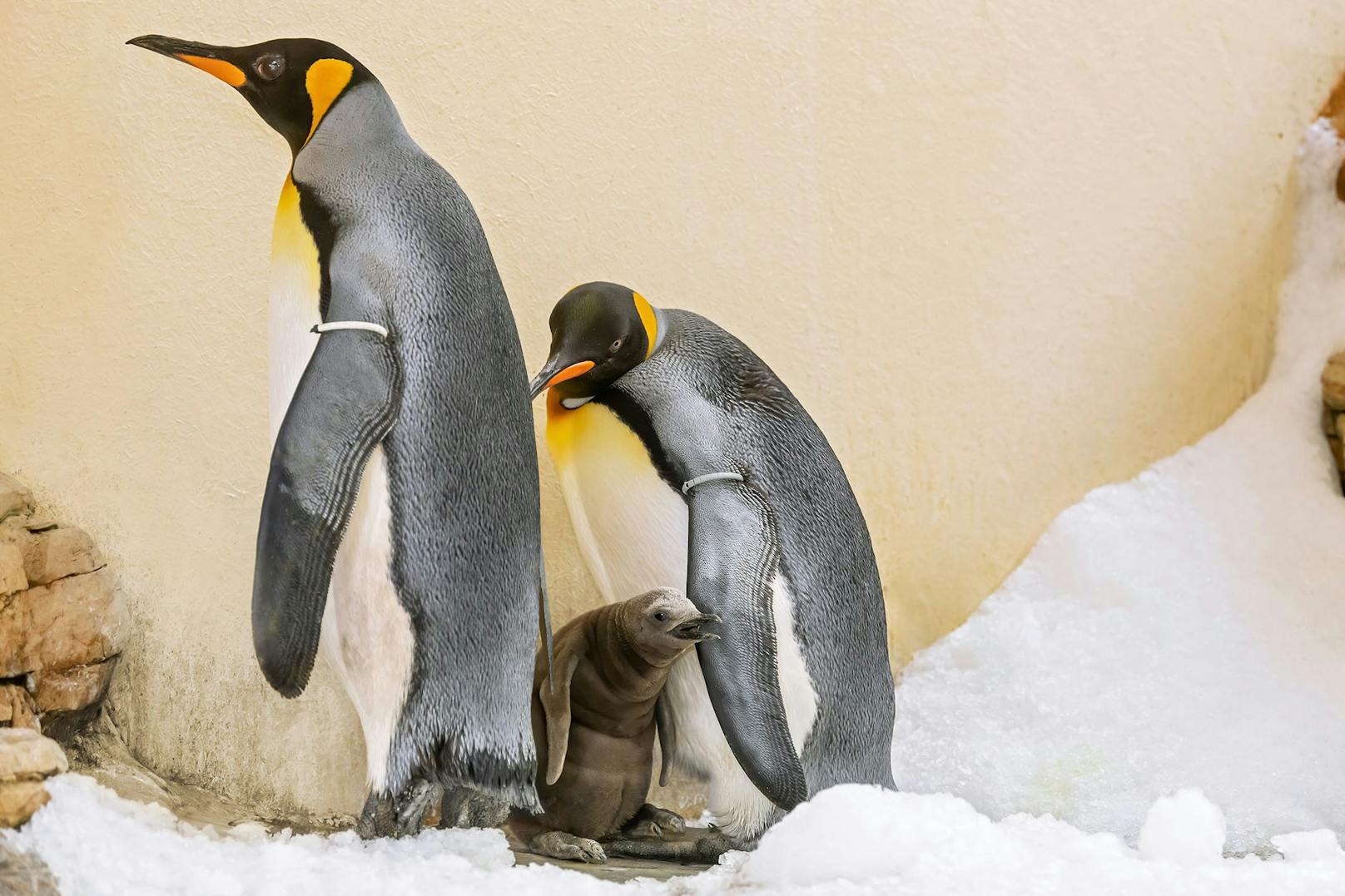 Pinguinküken zeigt sich erstmals Schönbrunn-Besuchern