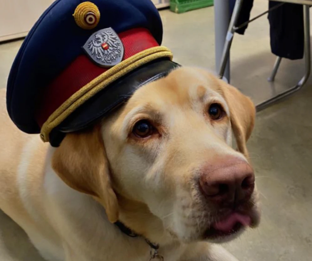 Die Wiener Polizei fand in Favoriten einen herrenlosen Hund.&nbsp;
