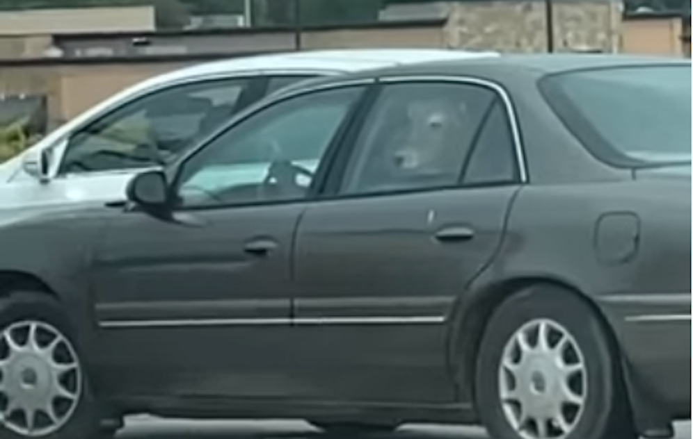 Jessica R. Nelson traute ihren Augen nicht: Auf der Rückbank ist hier tatsächlich eine junge Kuh zu sehen.