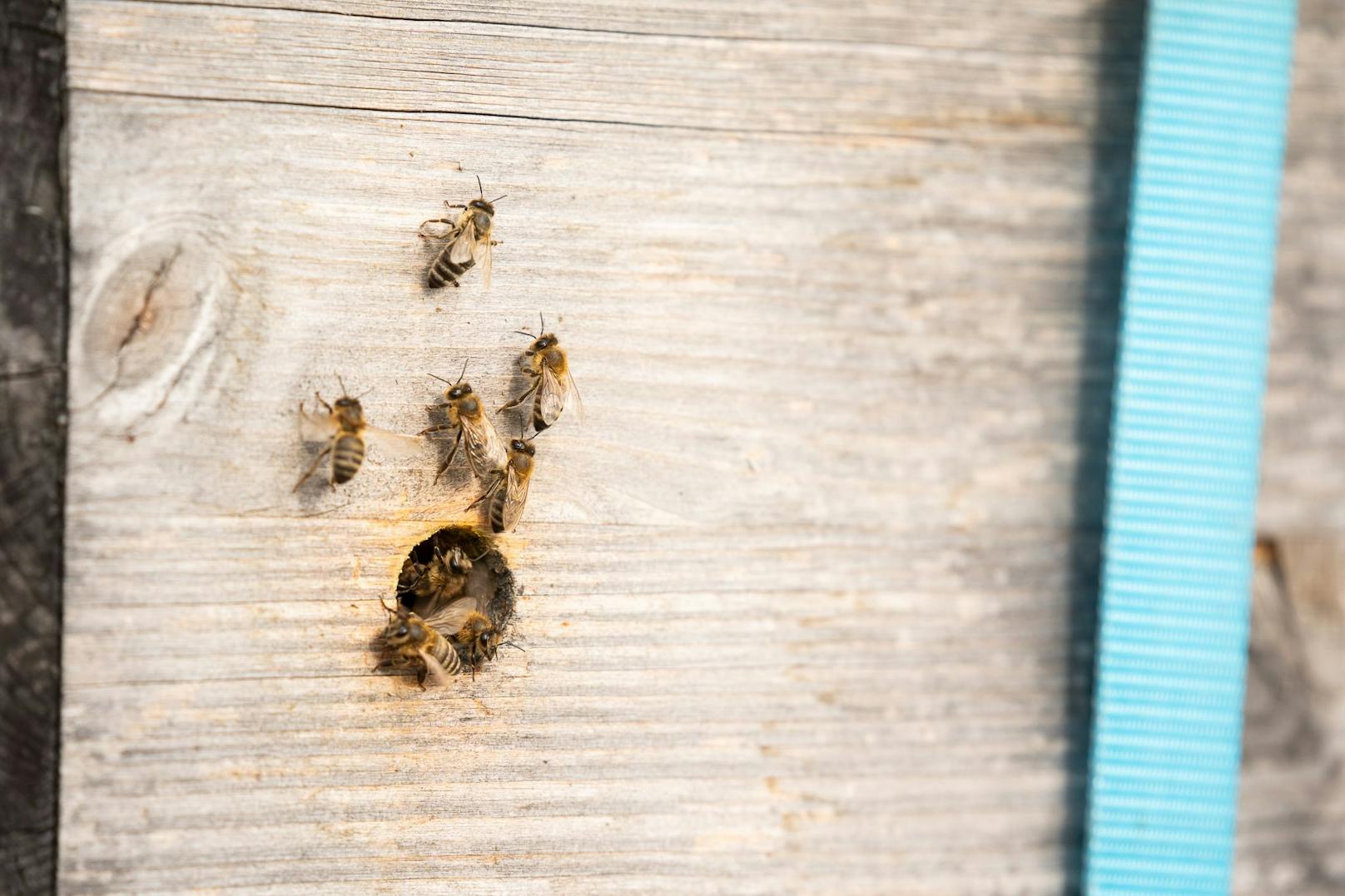 Nur ein paar der 200.000 Honigbienen, die am Dach des Studentenwohnheims ein neues Zuhause gefunden haben.