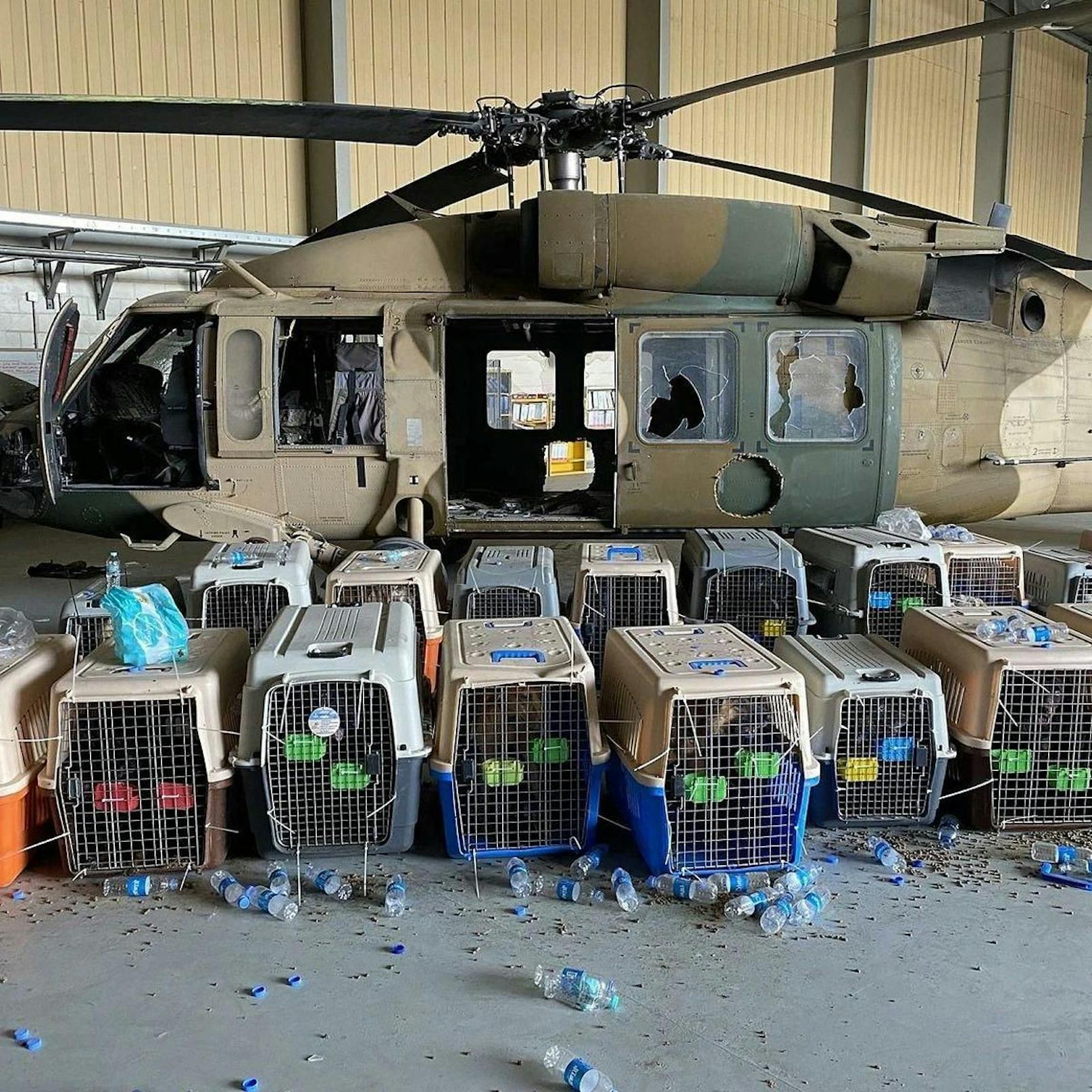 Gemäß Tierschützern ließen die US-Truppen bei ihrem Abzug aus Kabul Dutzende von Vertrags-Diensthunden zurück.