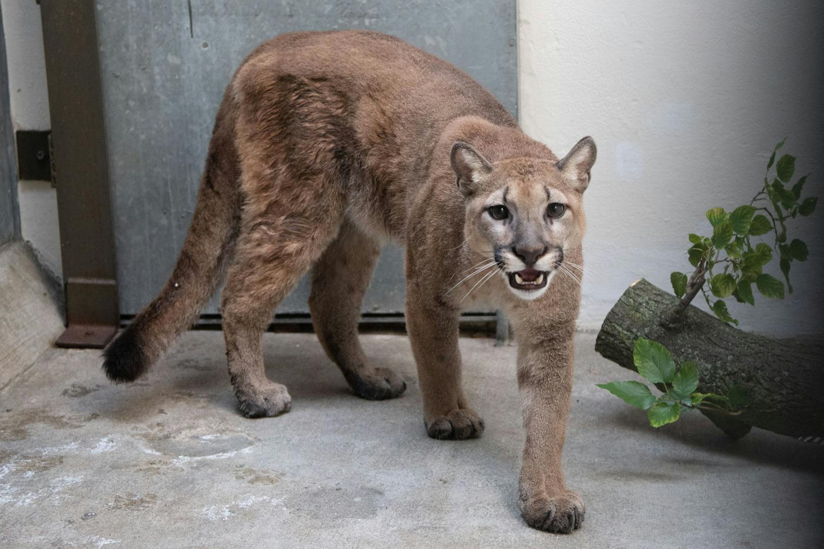 Der Puma wurde in ein Tierheim gebracht.