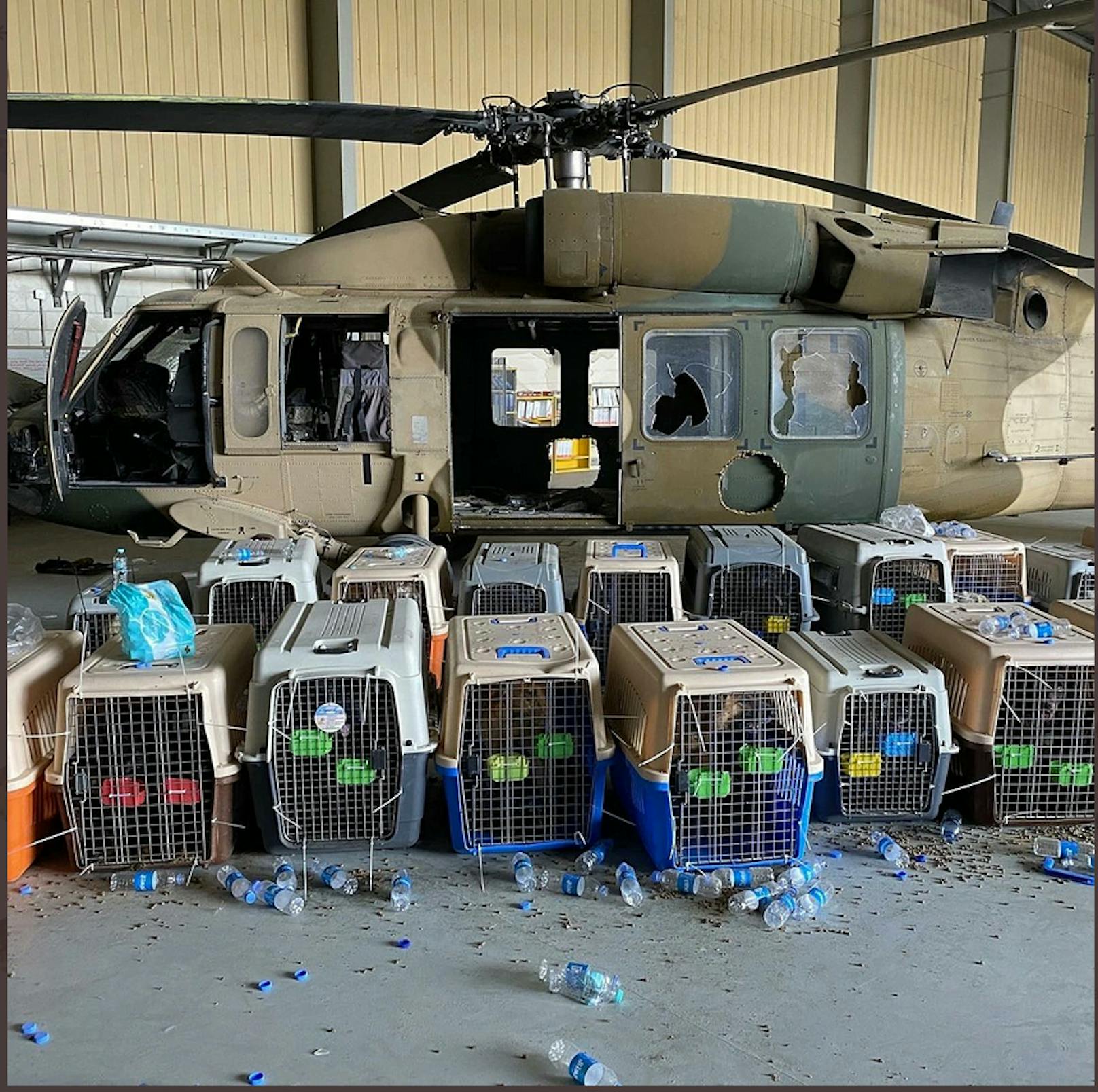 Auch 51 Hunde warten auf Rettung aus Kabul
