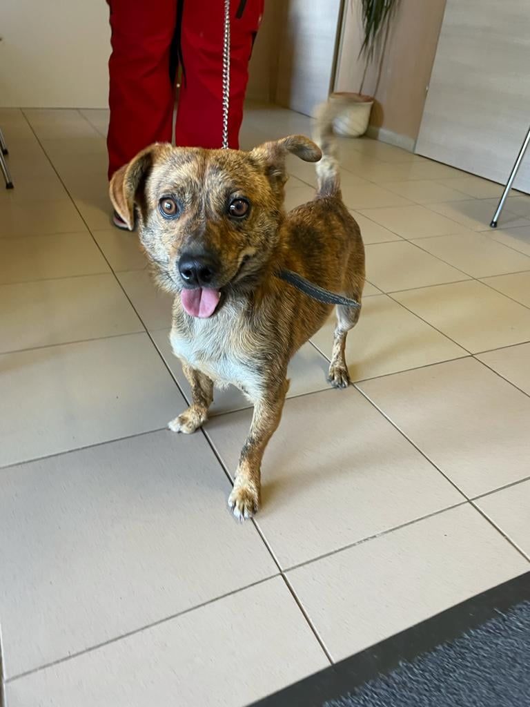 Der kleine Mischlingshund wurde einfach beim Bahnhof zurück gelassen.