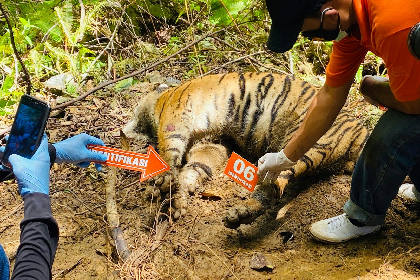 Der Sumatra-Tiger (Panthera tigris sumatrae) ist die kleinste der noch lebenden Unterarten des Tigers. Vor allem Wilderei und der Verlust des natürlichen Lebensraums durch Palmölplantagen haben die Zahl stark dezimiert. Körperteile der Tiere werden in China für die Behandlung von allerlei Gebrechen verwendet.