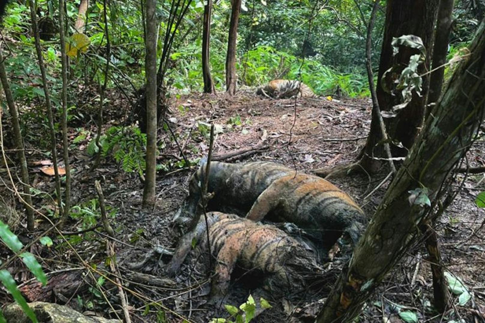 Die drei toten Sumatra-Tiger wurden beim Dorf Buboh entdeckt.