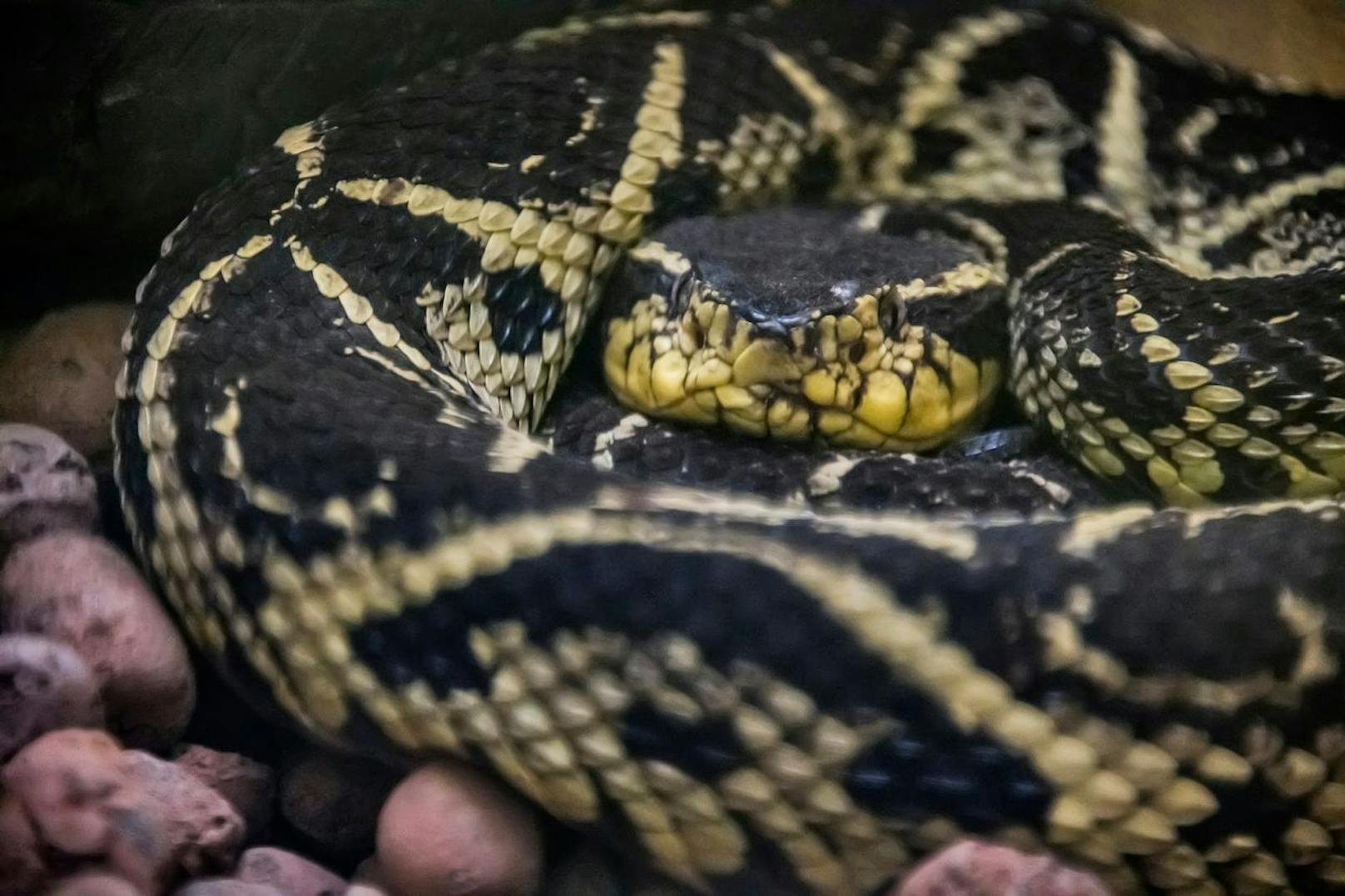 Die&nbsp;Jararacussu-Schlange kann bis zu 1,50 Meter lang werden, Weibchen sogar bis zu 2 Meter.