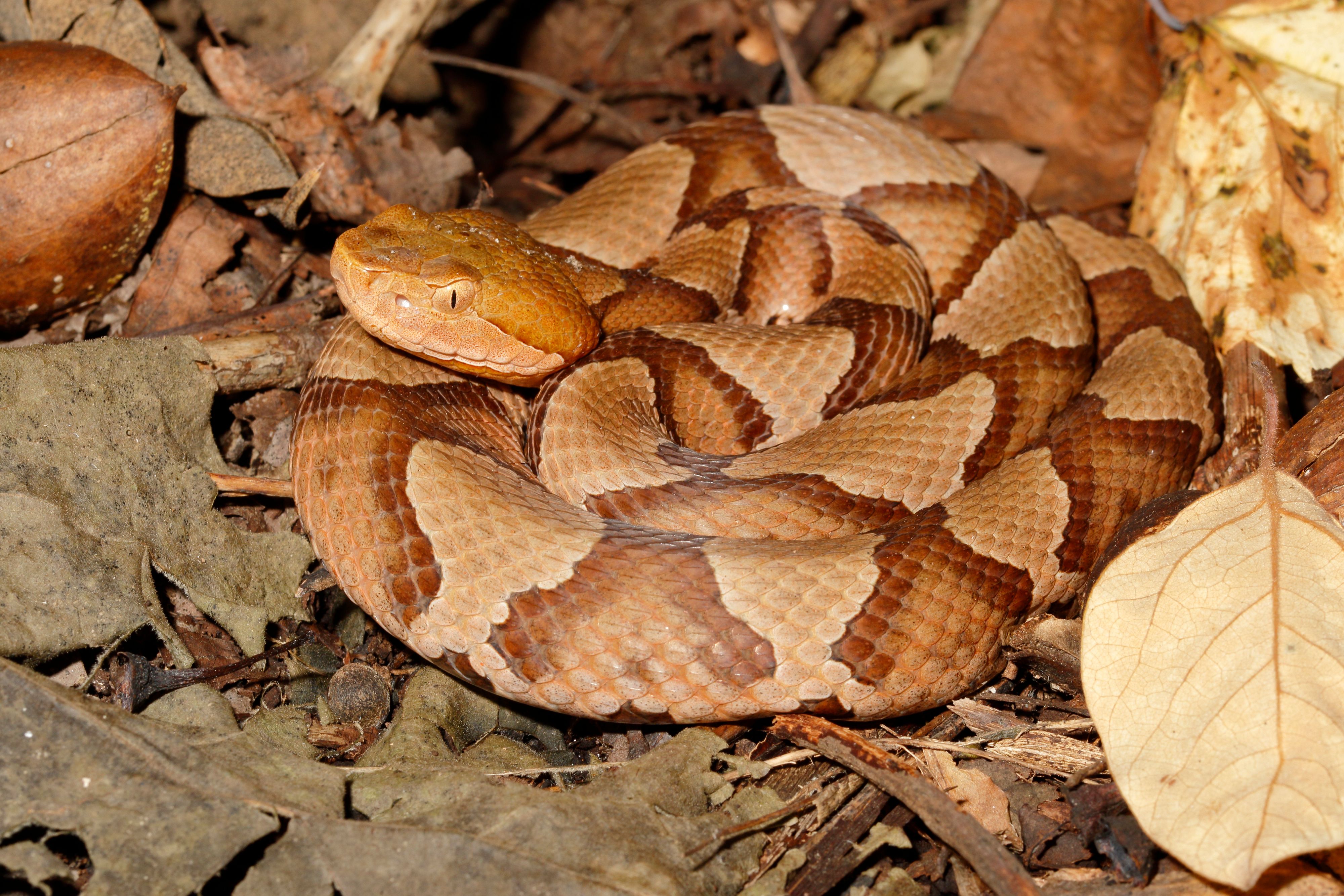 Northern Copperhead (agkistrodon contortrix mokasen) on leaf litter - taken in New Jersey