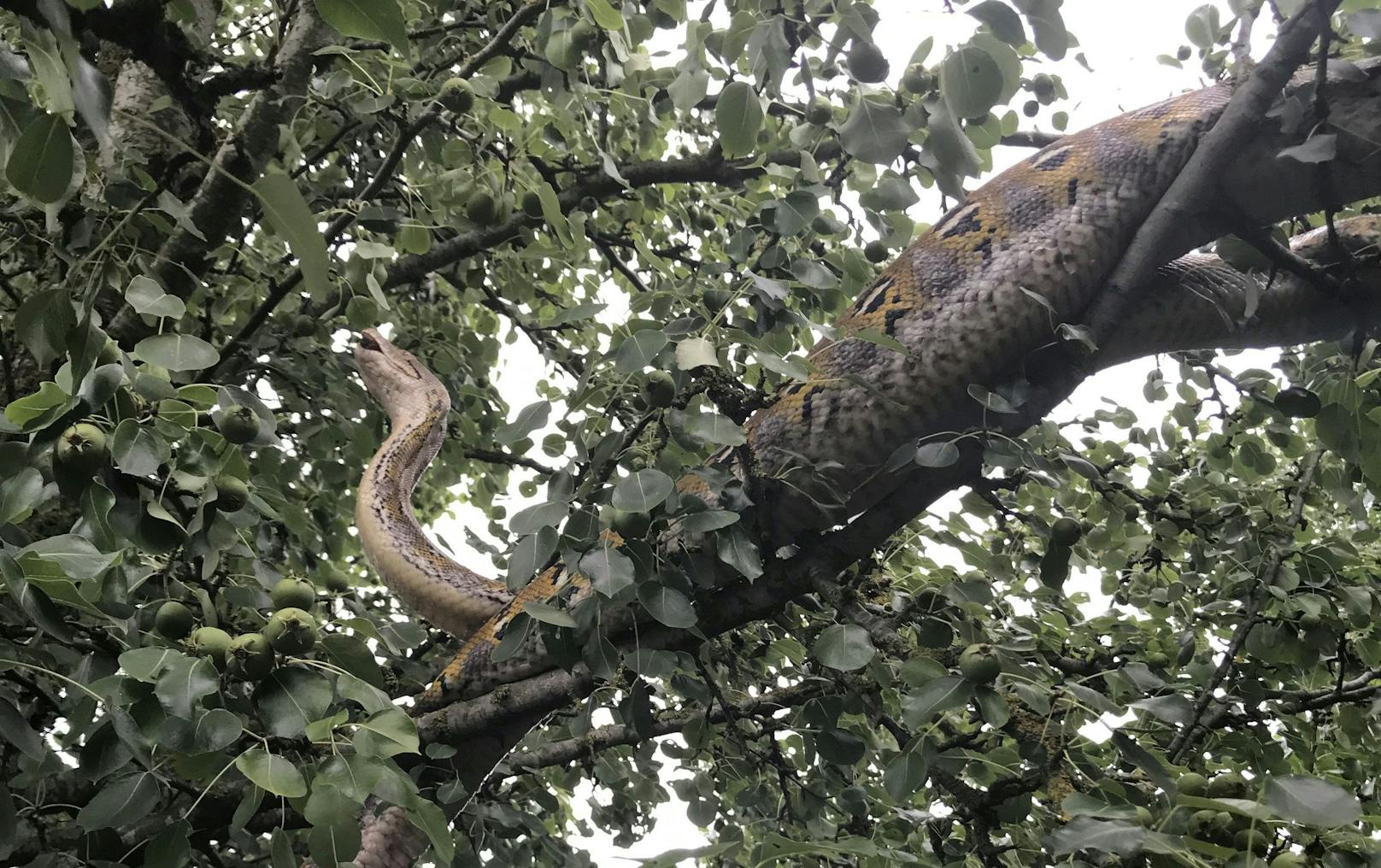 Bereits am Freitag wurde in dem britischen Dorf&nbsp;Conington bei Cambridge&nbsp;eine Python in einem Baum gefunden.