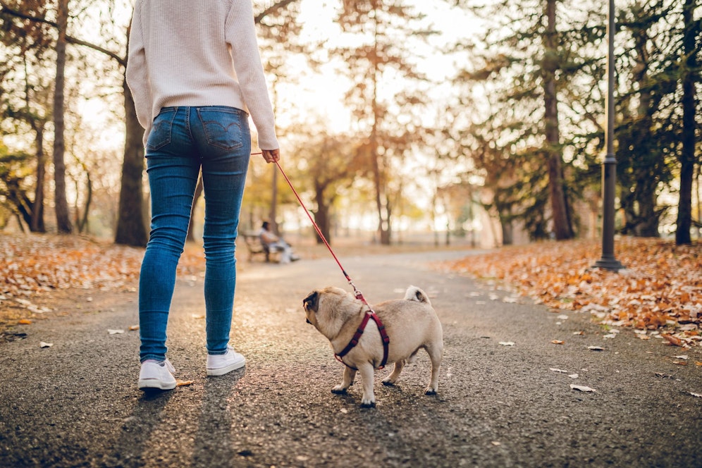 Die Jugendliche wurde beim Gassi gehen mit ihrem Hund überfallen. Symbolbild.