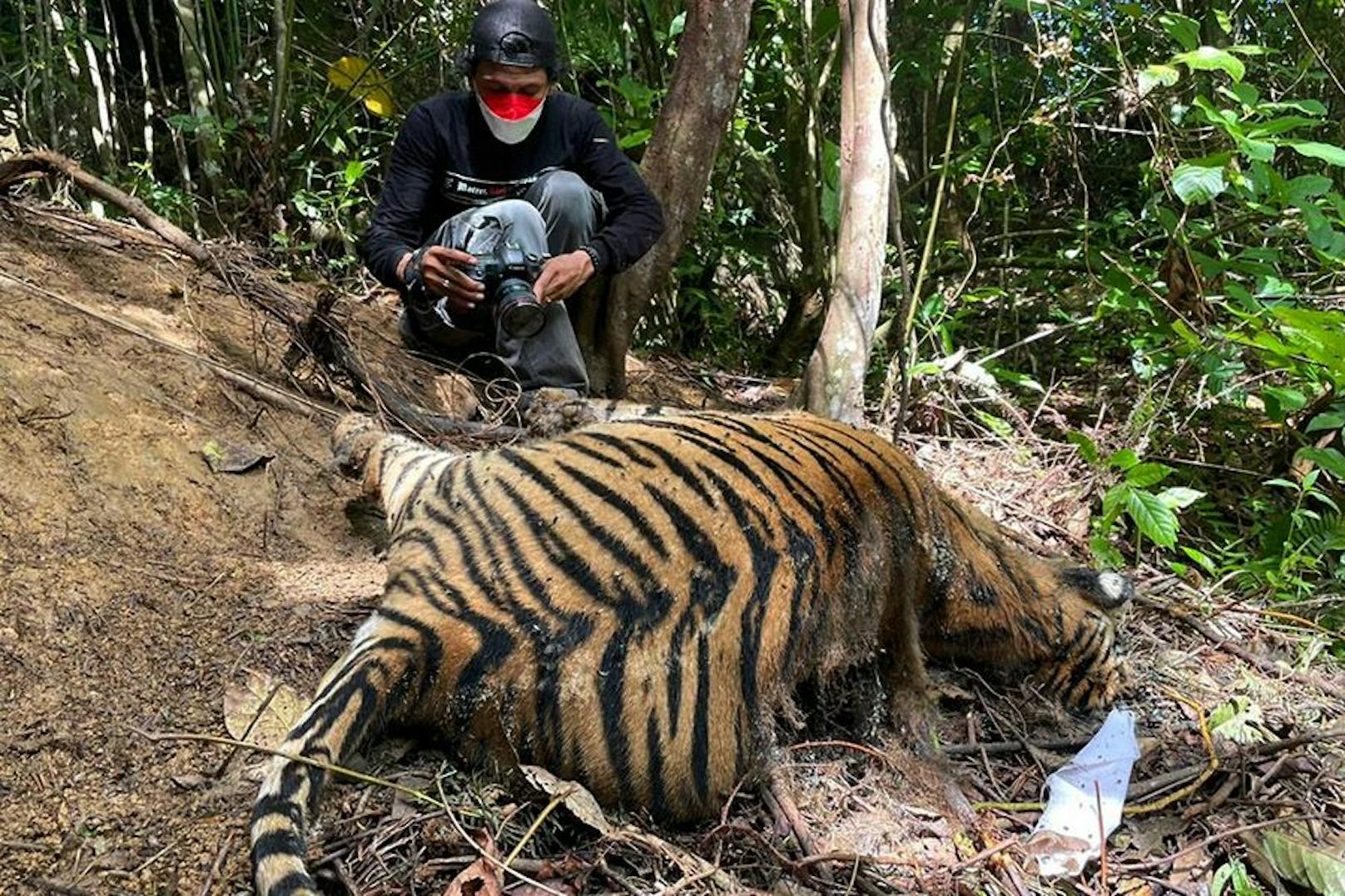 Ein besonders grausamer Fund im indonesischen Dschungel: Eine Sumatra-Tigermama und ihre beiden Jungen - zum Teil schon verfault.