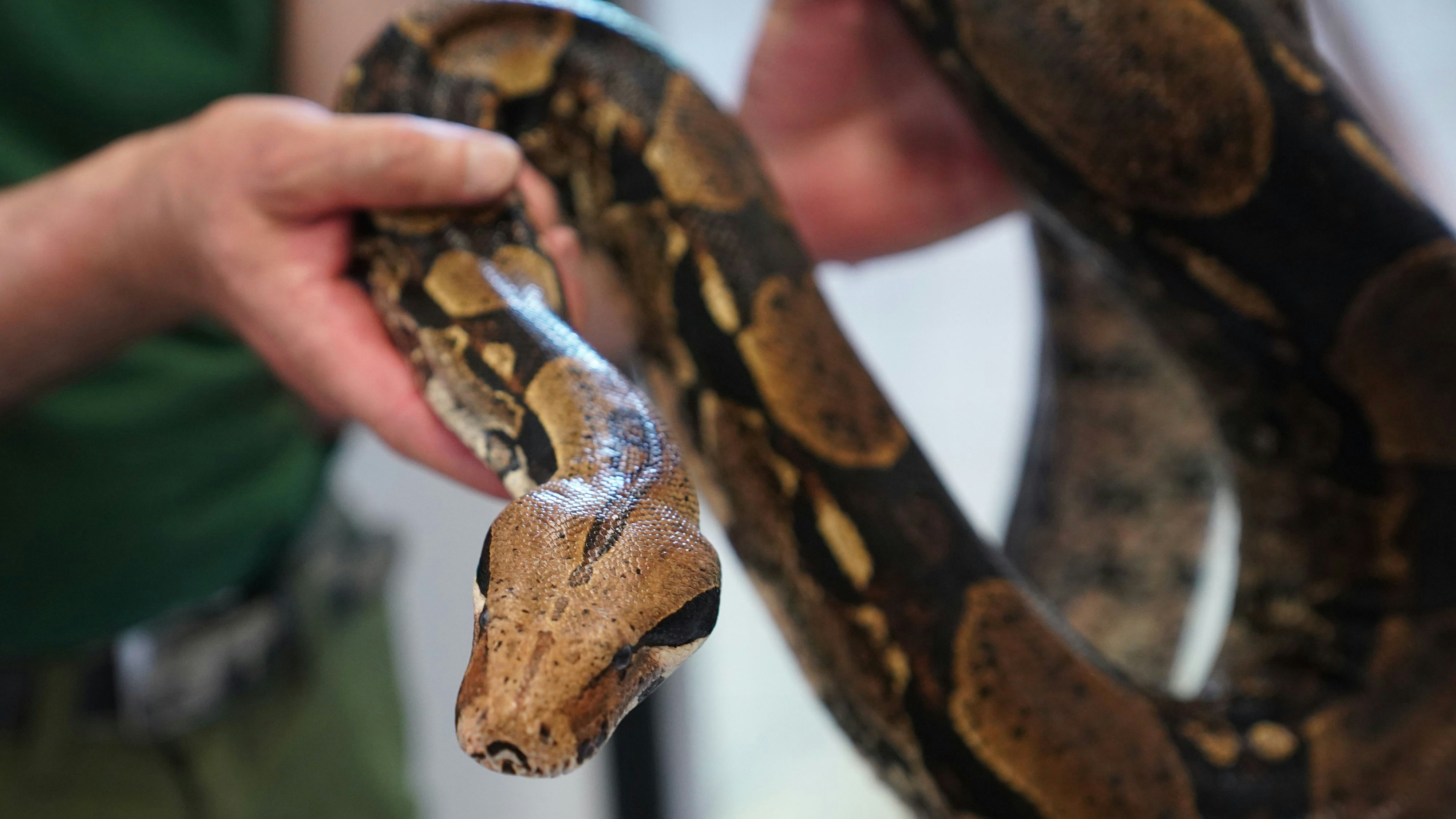 Download von www.picturedesk.com am 02.09.2021 (20:02).  04 June 2021, Hamburg: An animal caretaker holds Chantal the boa constrictor in his arms. Animal shelters in the North fear a wave of surrenders of pets acquired in the Corona pandemic when everyday life returns with office days and holidays. (to dpa "Animal shelters fear wave of surrender of animals after lockdown") Photo: Marcus Brandt/dpa - 20210604_PD12342 - Rechteinfo: Rights Managed (RM)