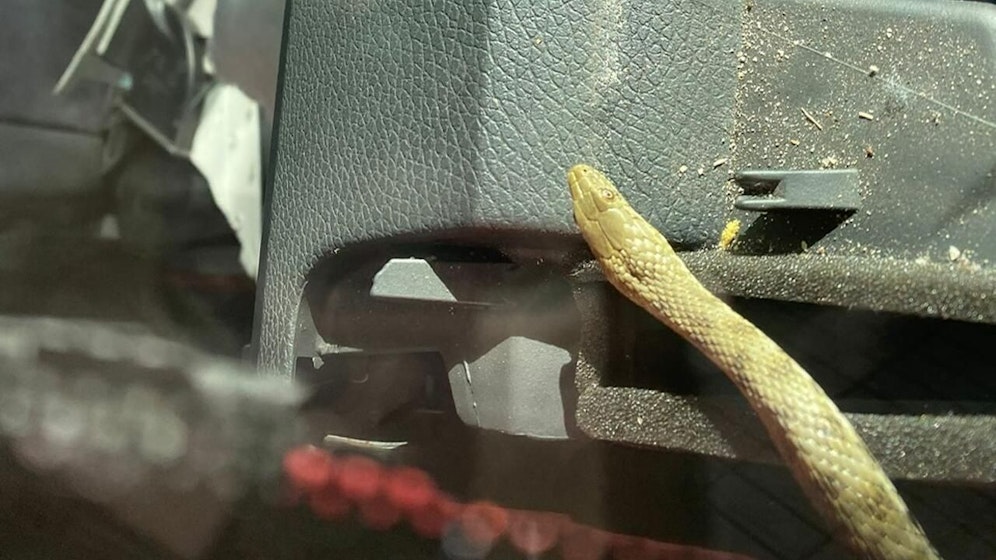 Der blinde Passagier kroch während der Fahrt zu der geschockten Familie ins Auto.