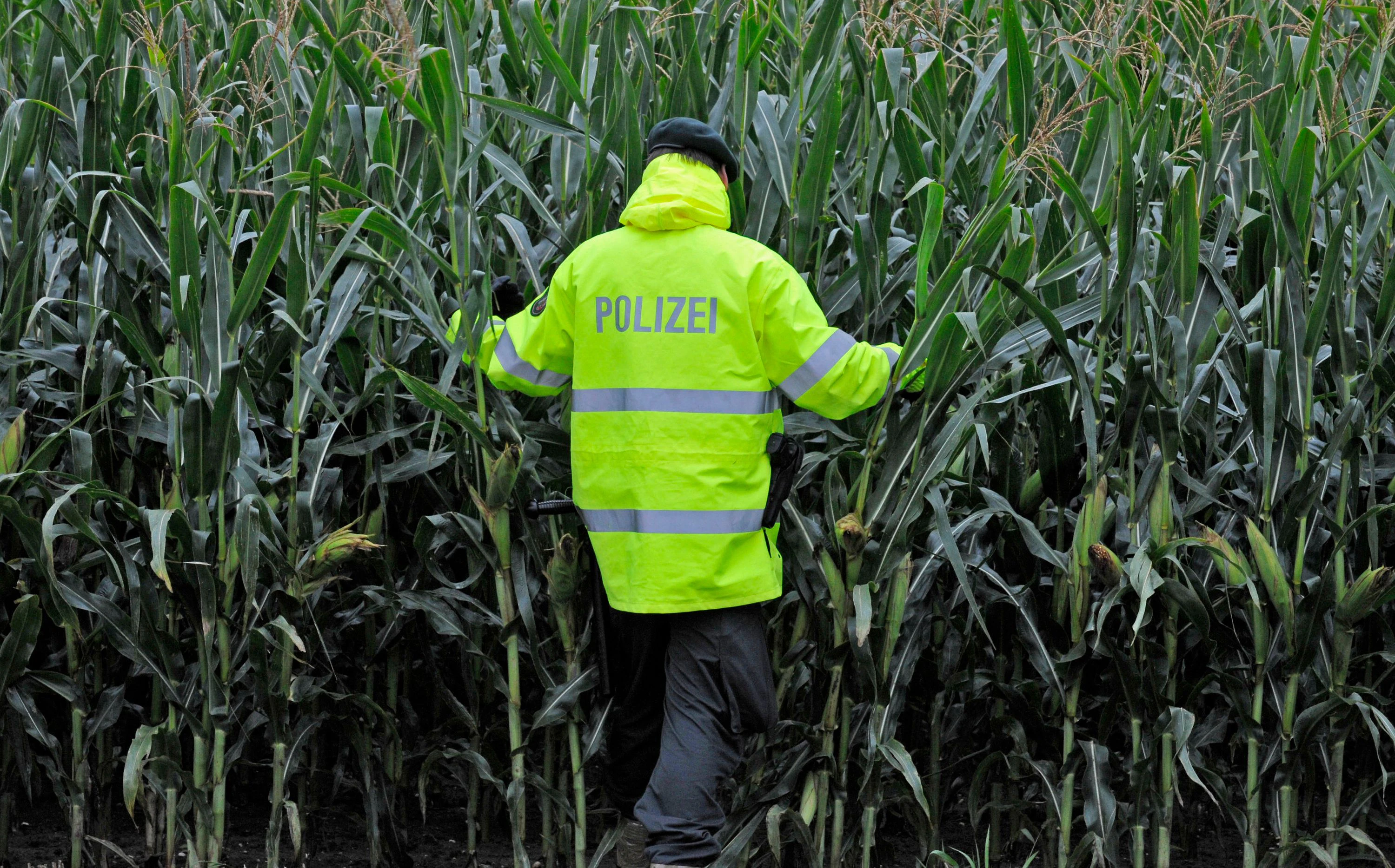 Download von www.picturedesk.com am 03.09.2021 (19:42).  Ein Polizist geht am Dienstag (07.09.2010) in ein Maisfeld bei Straelen. Er ist auf der Suche nach dem seit Freitag vermissten zehnjährigen Jungen Mirko. Die Polizei fand das Fahrrad des Jungen auf dem Heimweg. Von Mirko selbst gebe es keine Spur. Die Polizei schließt ein Verbrechen nicht aus. Foto: Rene Tillmann dpa/lnw  +++(c) dpa - Bildfunk+++ - 20100907_PD0735 - Rechteinfo: Rights Managed (RM)