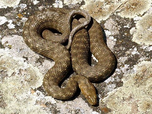 Im Wagen hatte sich eine Würfelnatter (Natrix tessellata) versteckt.