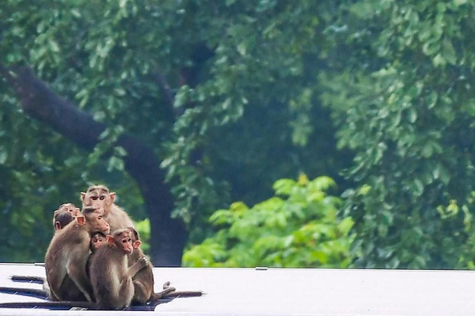 Makaken (hier eine Familie in Indien) fehlen die Touristen auf Bali. (Symbolbild)