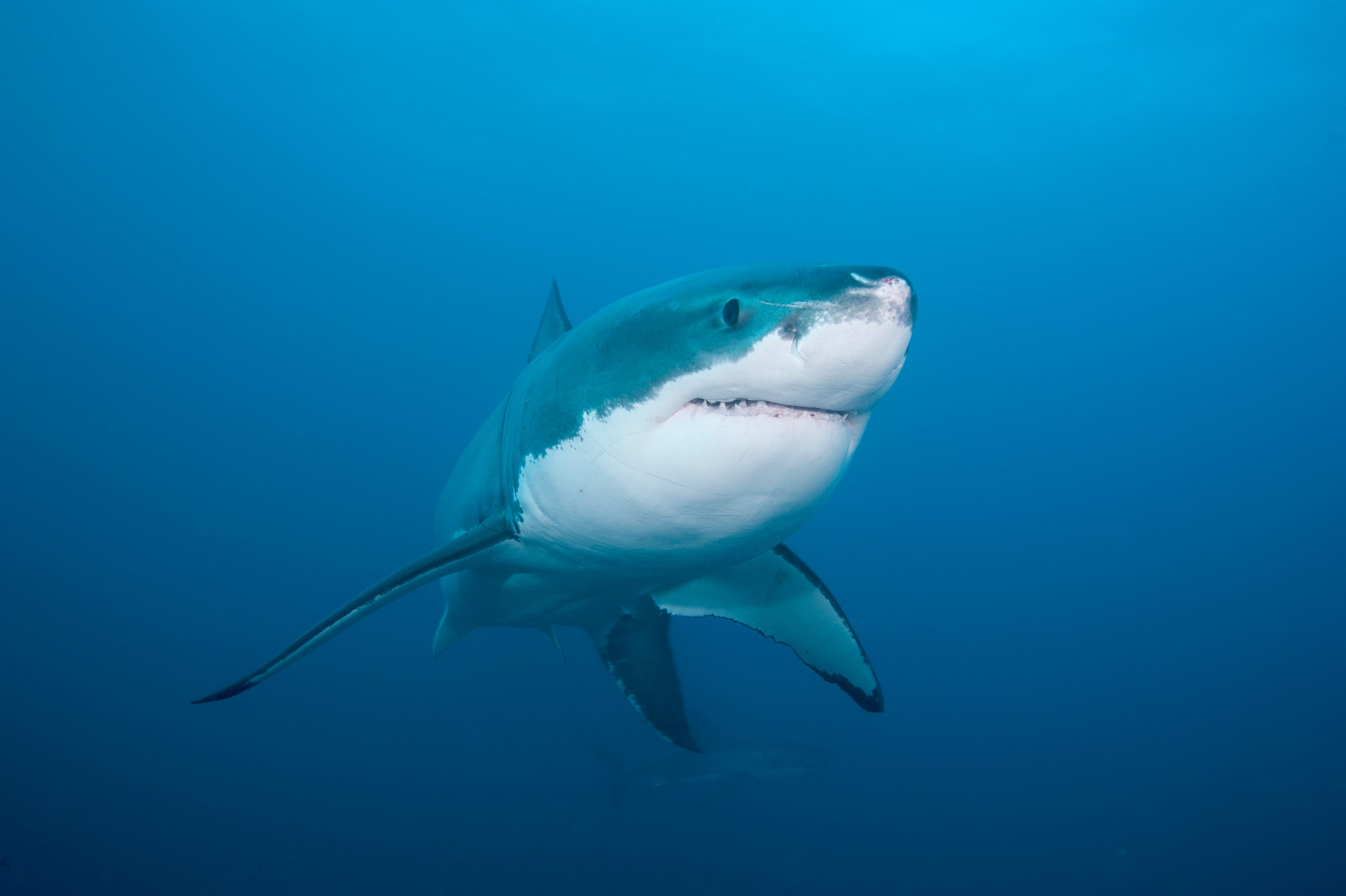 Ein Surfer starb in Australien nach einem Hai-Angriff (Symbolbild).