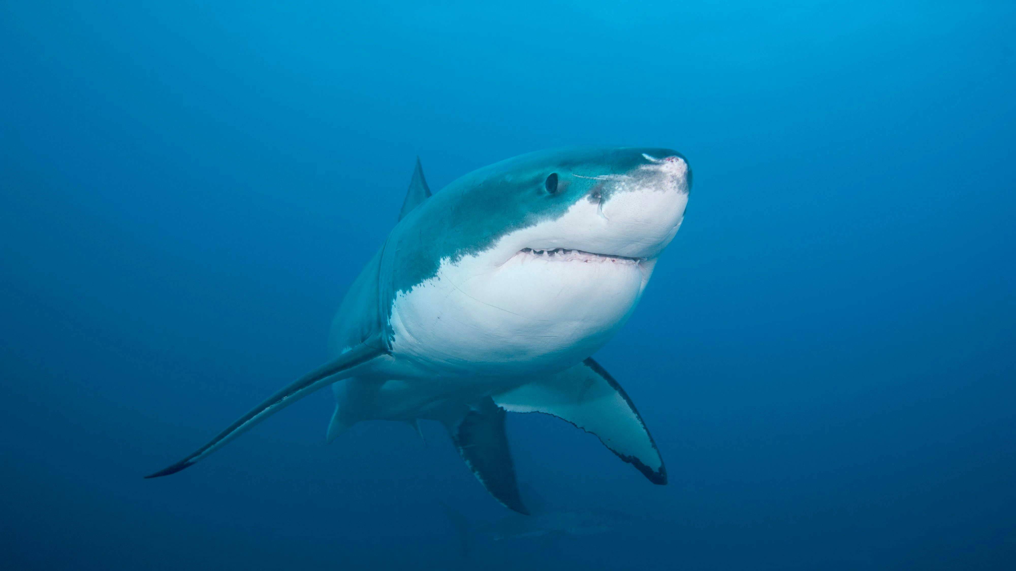 Ein Surfer starb in Australien nach einem Hai-Angriff (Symbolbild).