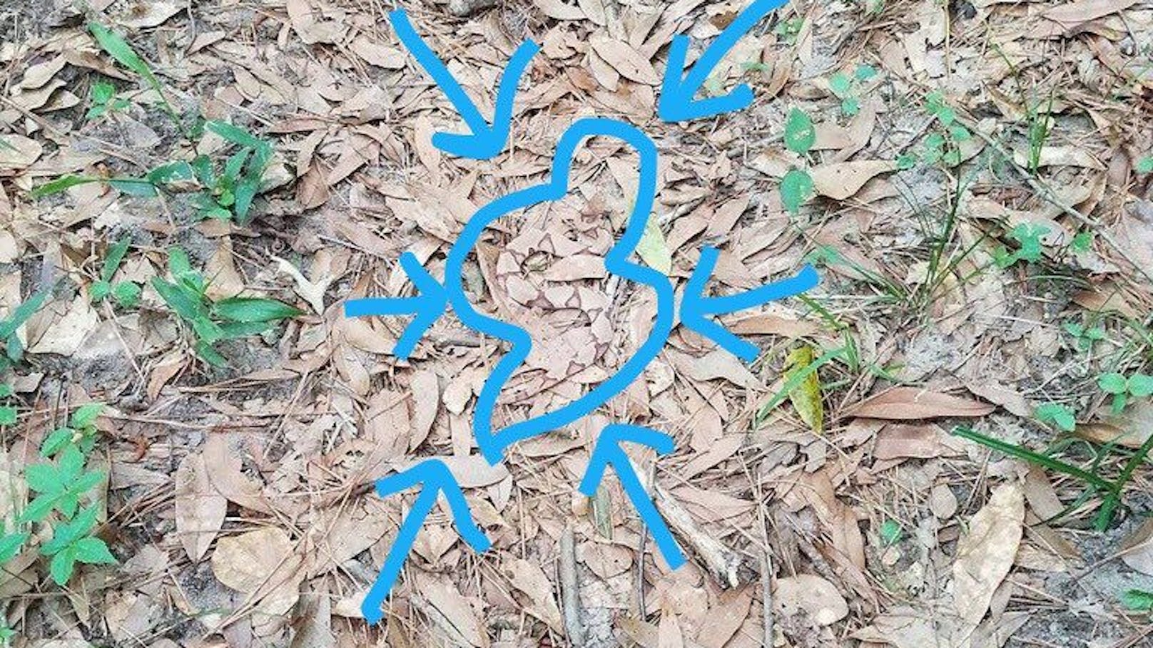 Die Schlange liegt in S-Form auf den Blättern.